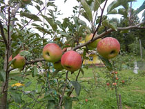 Sončna počitniška hiša: jablane so polne jabolk