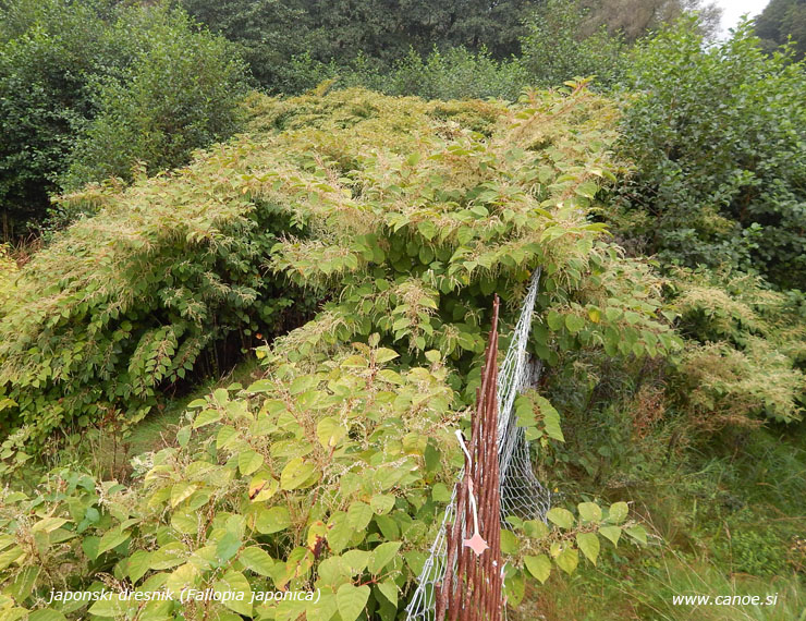 Fallopia japonica