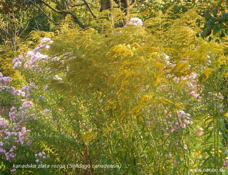 Solidago canadesis