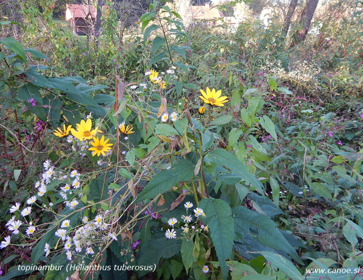 Helianthus tuberosus