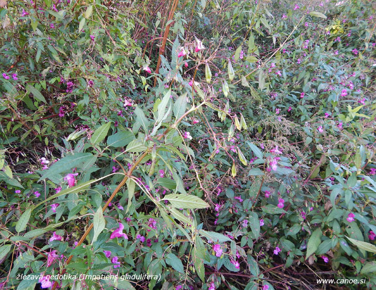 Impatiens gladulifera