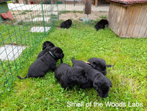 Leglo Labradorcev Vonja po gozdu