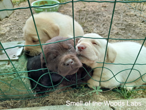 Leglo Labradorcev Vonja po gozdu