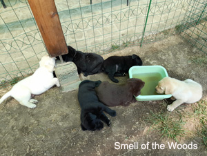 Leglo Labradorcev Vonja po gozdu