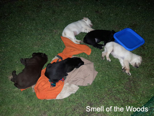 Leglo Labradorcev Vonja po gozdu