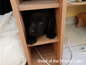 Leglo Labradorcev Vonja po gozdu