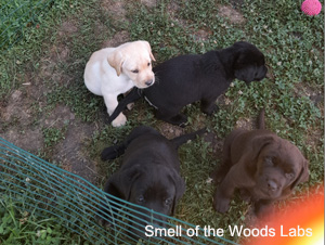 Leglo Labradorcev Vonja po gozdu