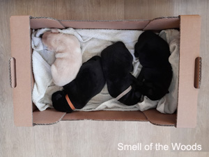 Leglo Labradorcev Vonja po gozdu