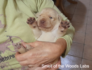 Leglo Labradorcev Vonja po gozdu