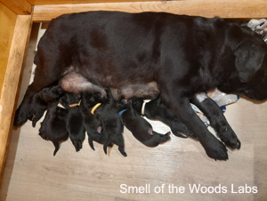 Leglo Labradorcev Vonja po gozdu