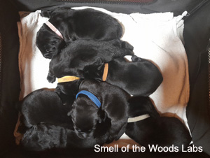 Leglo Labradorcev Vonja po gozdu