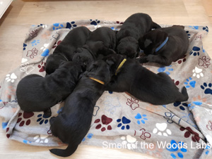 Leglo Labradorcev Vonja po gozdu