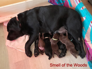 Leglo Labradorcev Vonja po gozdu