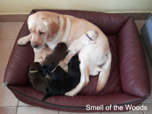 Leglo Labradorcev Vonja po gozdu