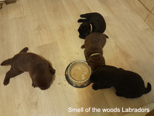 Leglo Labradorcev Vonja po gozdu