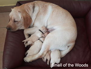 Leglo Labradorcev Vonja po gozdu