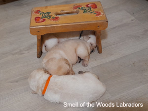 Leglo Labradorcev Vonja po gozdu