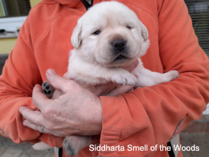 Leglo Labradorcev Vonja po gozdu