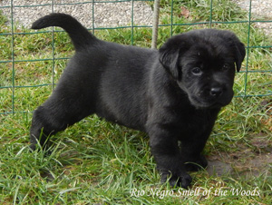 Leglo Labradorcev Vonja po gozdu