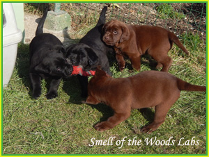 Leglo Labradorcev Vonja po gozdu