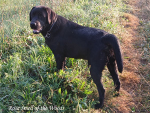 Labrador Retriever Rosa